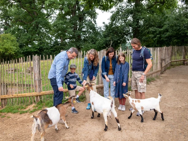 Im Streichelgehege Tierpark Sababurg