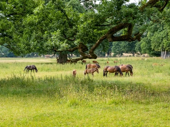 Pferde Tierpark Sababurg