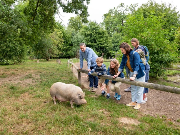Tiere hautnah erleben Tierpark Sababurg