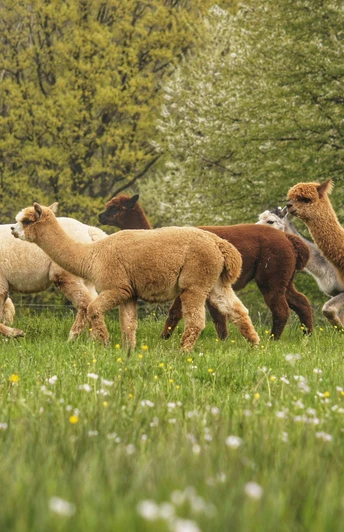 Webertal Alpakas Foto