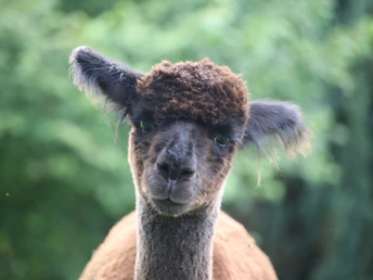 Webertal Alpakas Foto Webertal Alpakas