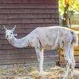 Lama im Tierpark Geithain - Familienausflug in die Leipzig Region Blick auf ein Lama im Tierpark Geithain, Freizeitaktivität, Familie, TierePohled na lamu v zoo Geithain, volnočasová aktivita, rodina, zvířataImage of a llama in Geithain Animal Park, leisure activities, family, animalsVue sur un lama dans le parc animalier de Geithain, activités de loisirs, famille, animauxLama w parku zwierząt w Geithain, aktywny wypoczynek, rodzina, zwierzęta
