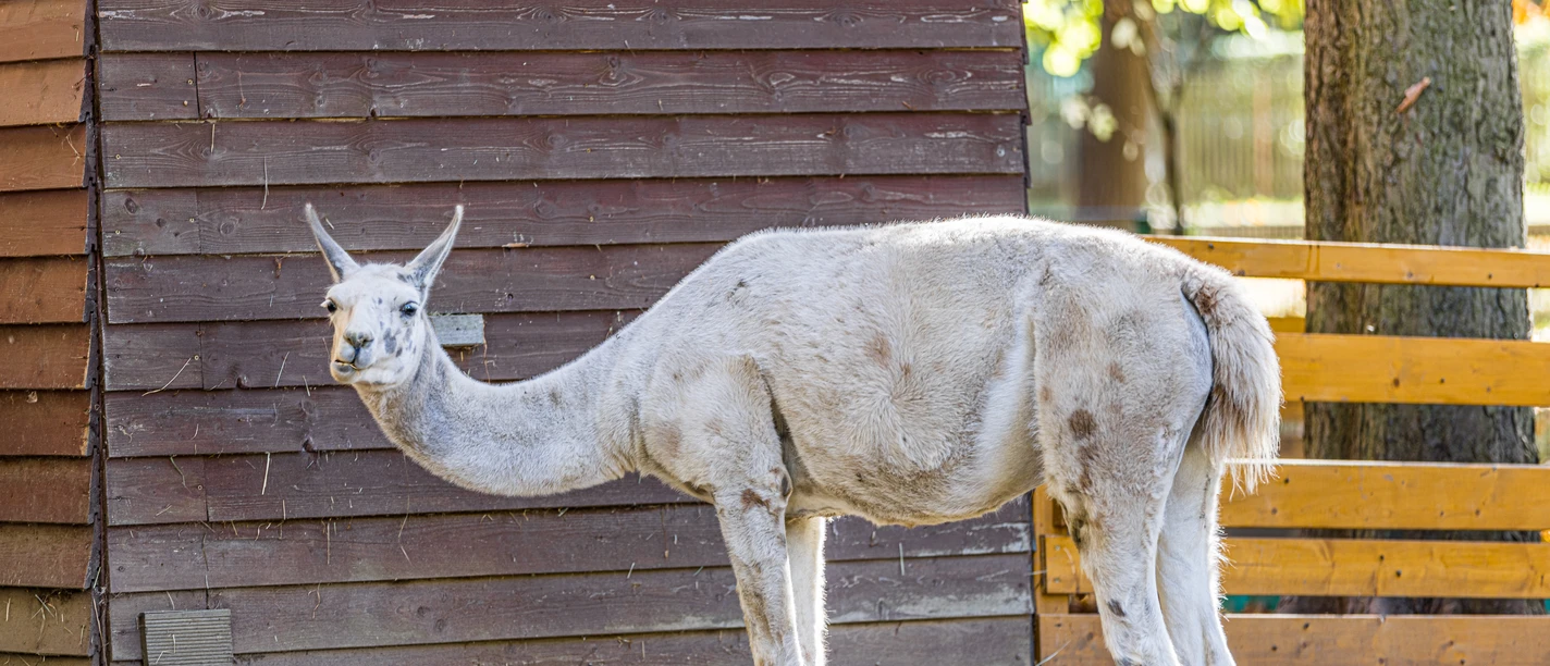 Lama im Tierpark Geithain - Familienausflug in die Leipzig Region Blick auf ein Lama im Tierpark Geithain, Freizeitaktivität, Familie, Tiere
