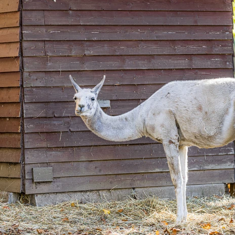 Lama im Tierpark Geithain - Familienausflug in die Leipzig Region