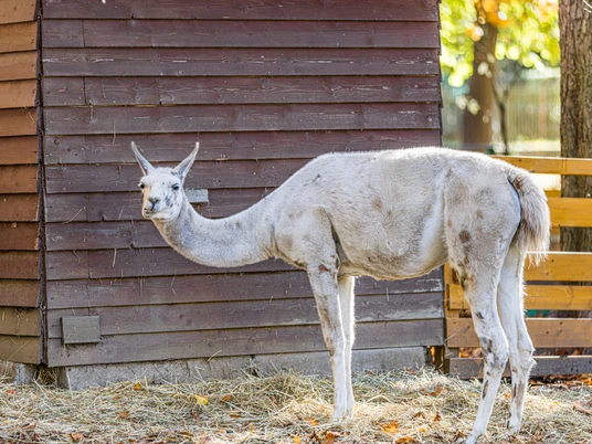 Lama im Tierpark Geithain - Familienausflug in die Leipzig Region Blick auf ein Lama im Tierpark Geithain, Freizeitaktivität, Familie, TierePohled na lamu v zoo Geithain, volnočasová aktivita, rodina, zvířataImage of a llama in Geithain Animal Park, leisure activities, family, animalsVue sur un lama dans le parc animalier de Geithain, activités de loisirs, famille, animauxLama w parku zwierząt w Geithain, aktywny wypoczynek, rodzina, zwierzęta