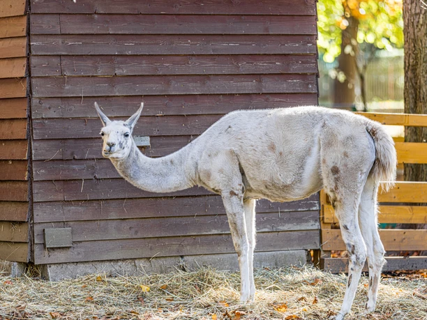 Pohled na lamu v Zoo Geithain, Volnočasové aktivity, Rodina, Zvířata