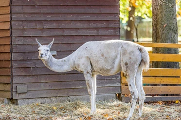 View of a llama at Geithain Zoo, Leisure activity, Family, Animals