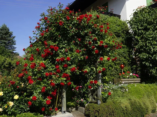 Garten 2018 001a