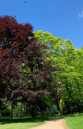 Weg durch die üppige Vegetation an den Dammaschwiesen