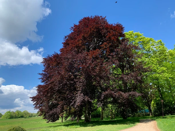 Weg durch die üppige Vegetation an den Dammaschwiesen
