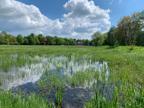 Wasser auf den Dammaschwiesen im Sommer