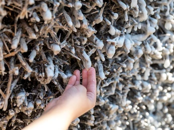 Gradierwerk Bad Karlshafen