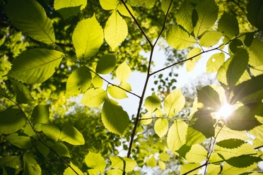 pexels-valiphotos-797947.jpg Grüne Blätter leuchten im Sonnenlicht, das durch das dichte Laubdach eines Waldes scheint.