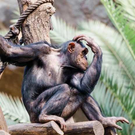 Blick auf einen westafrikanischen Schimpanse im Pongoland des Zoo Leipzig, Tier, Natur, Familie, FreizeitView of a West African chimpanzee in Pongoland at Leipzig Zoo, Animal, Nature, Family, LeisurePohled na západoafrické šimpanze v Pongolandu v Zoo Lipsko, Zvíře, Příroda, Rodina, Volný časWidok szympansa zachodnioafrykańskiego w Pongolandzie w zoo w Lipsku, Zwierzęta, Przyroda, Rodzina, Czas wolnyUitzicht op een West-Afrikaanse chimpansee in Pongoland in de dierentuin van Leipzig, Dier, Natuur, Familie, Vrije tijdVista di uno scimpanzé dell'Africa occidentale a Pongoland nello zoo di Lipsia, Animali, Natura, Famiglia, Tempo libero