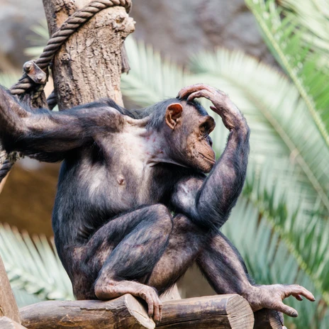 Westafrikanischer Schimpanse im Zoo Leipzig - Freizeitaktivitäten in Leipzig