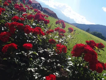 Dominikas herrliches Rosenbeet