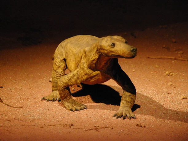 Museum Procynosuchus