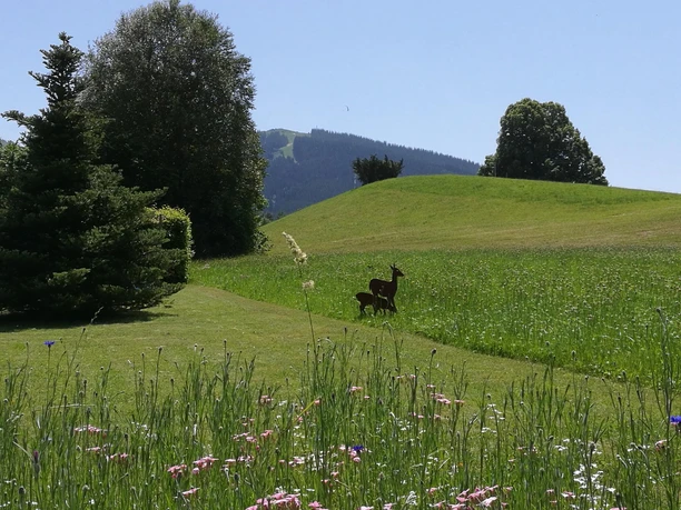 Wiese Hörnle Fewo Rehe 19