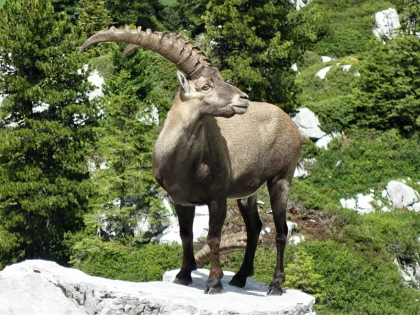 Steinbock am Seehorn