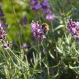 Eine Hummel sitzt auf einer violetten Lavendelblüte, umgeben von grünen Stängeln und Blättern.