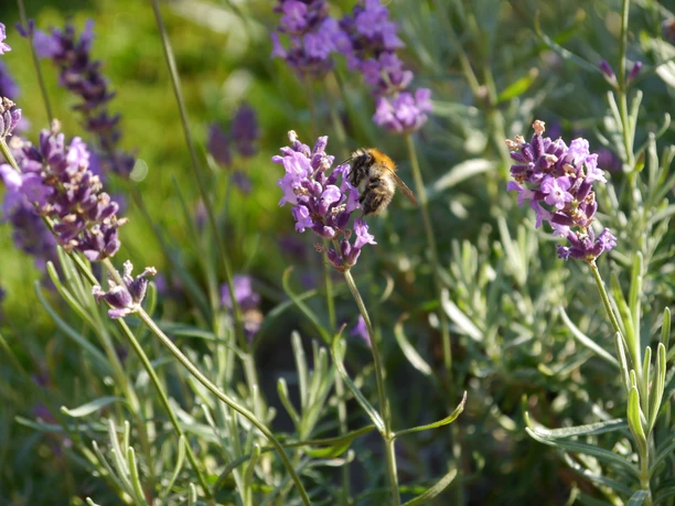 A bumblebee is perched on a purple lavender flower, surrounded by green stems and leaves.