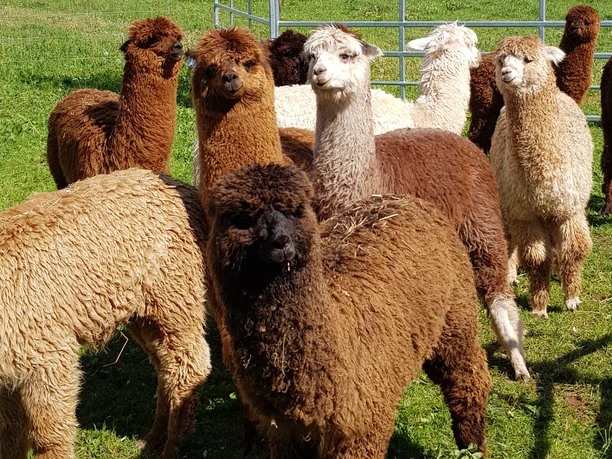 Gruppe Alpakas