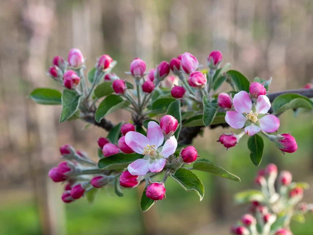 Apfelblüte Apfelblüte