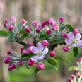 Apfelblüte Apfelblüte
