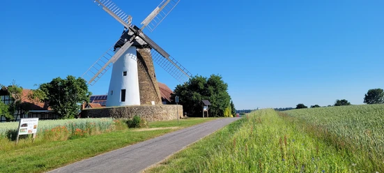 Historische Windmühle Eickhorst vor blauem Himmel, umgeben von grünen Feldern und einem Weg.