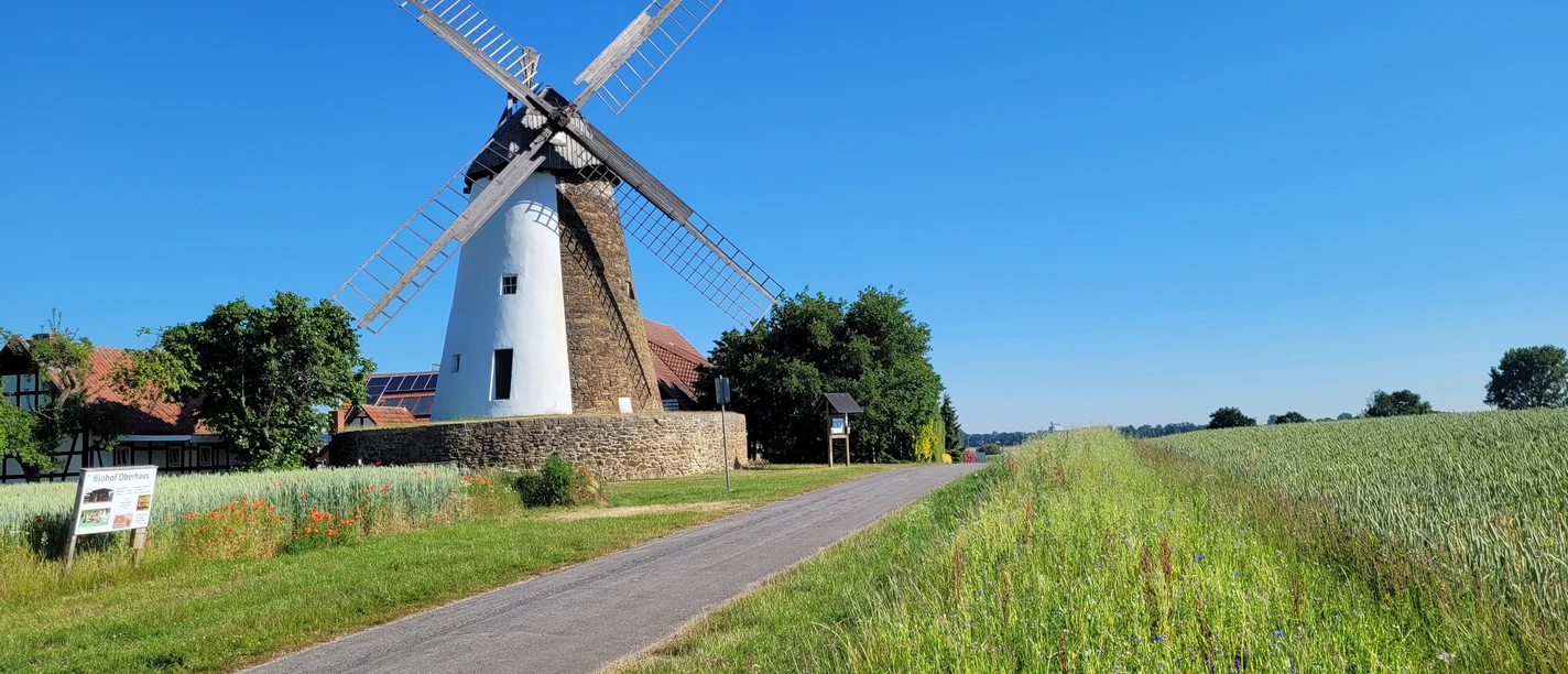 Historische Windmühle Eickhorst vor blauem Himmel, umgeben von grünen Feldern und einem Weg.