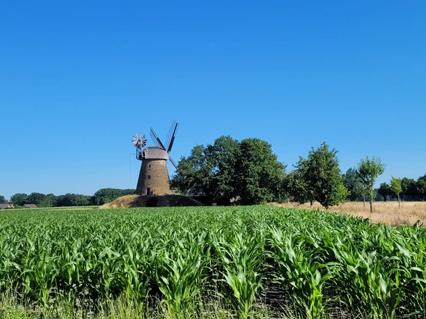Historische Windmühle in Nordhemmern vor klarem blauen Himmel, umgeben von grünen Feldern.