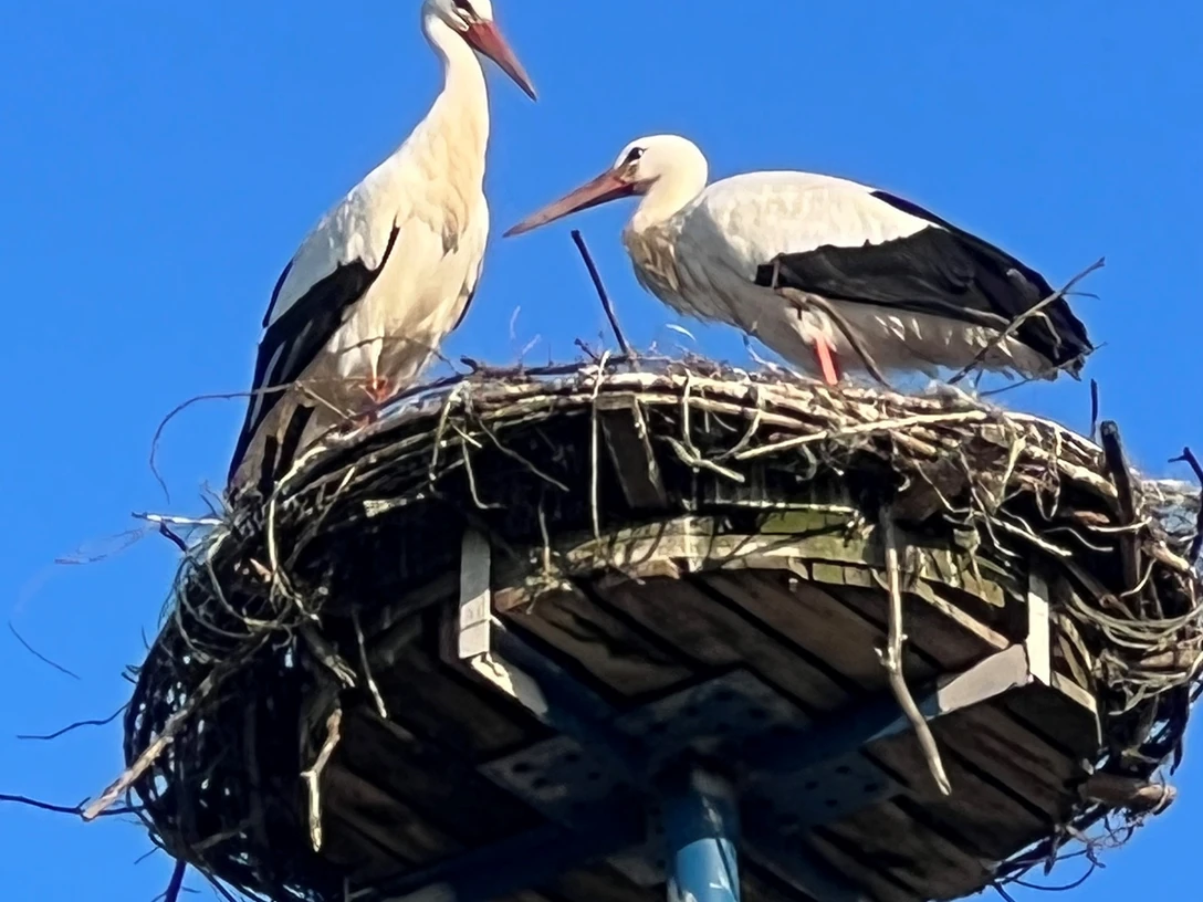 Ein Storchenpaar steht auf einem hohen Nest aus Zweigen unter einem strahlend blauen Himmel.