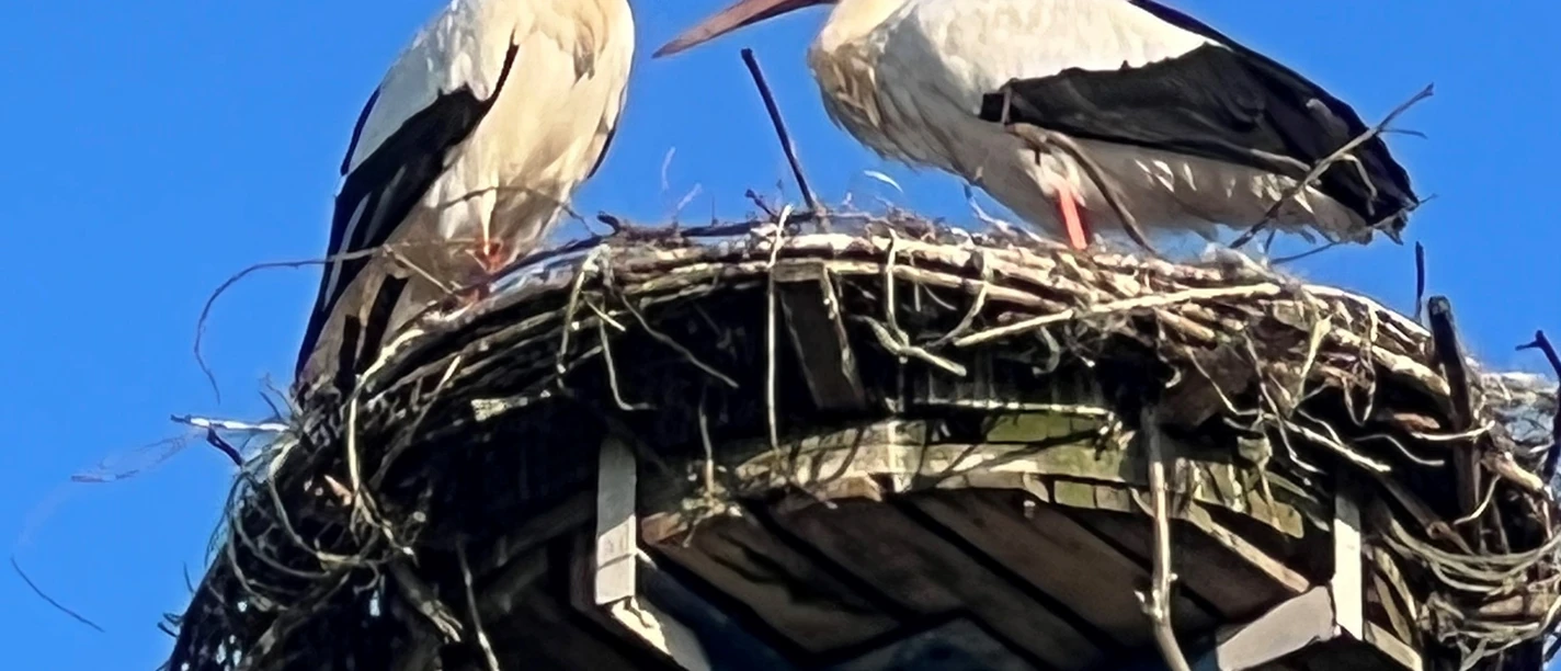 Ein Storchenpaar steht auf einem hohen Nest aus Zweigen unter einem strahlend blauen Himmel.
