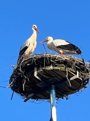 Stadt Petershagen_Storchenpaar auf Pfahlnest_blauer Himmel_hoch.jpg Ein Storchenpaar steht auf einem hohen Nest aus Zweigen unter einem strahlend blauen Himmel.