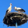 Stadt Petershagen_Storchenpaar auf Pfahlnest_blauer Himmel_hoch.jpg Ein Storchenpaar steht auf einem hohen Nest aus Zweigen unter einem strahlend blauen Himmel.