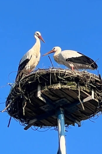 Stadt Petershagen_Storchenpaar auf Pfahlnest_blauer Himmel_hoch.jpg Ein Storchenpaar steht auf einem hohen Nest aus Zweigen unter einem strahlend blauen Himmel.