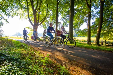 Radfahrer Gruppe von Radfahrerinnen und Radfahrern fährt bei Sonnenlicht auf einem Waldweg durch Lingen.