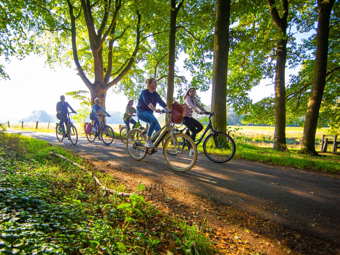 Radfahrer Gruppe von Radfahrerinnen und Radfahrern fährt bei Sonnenlicht auf einem Waldweg durch Lingen.