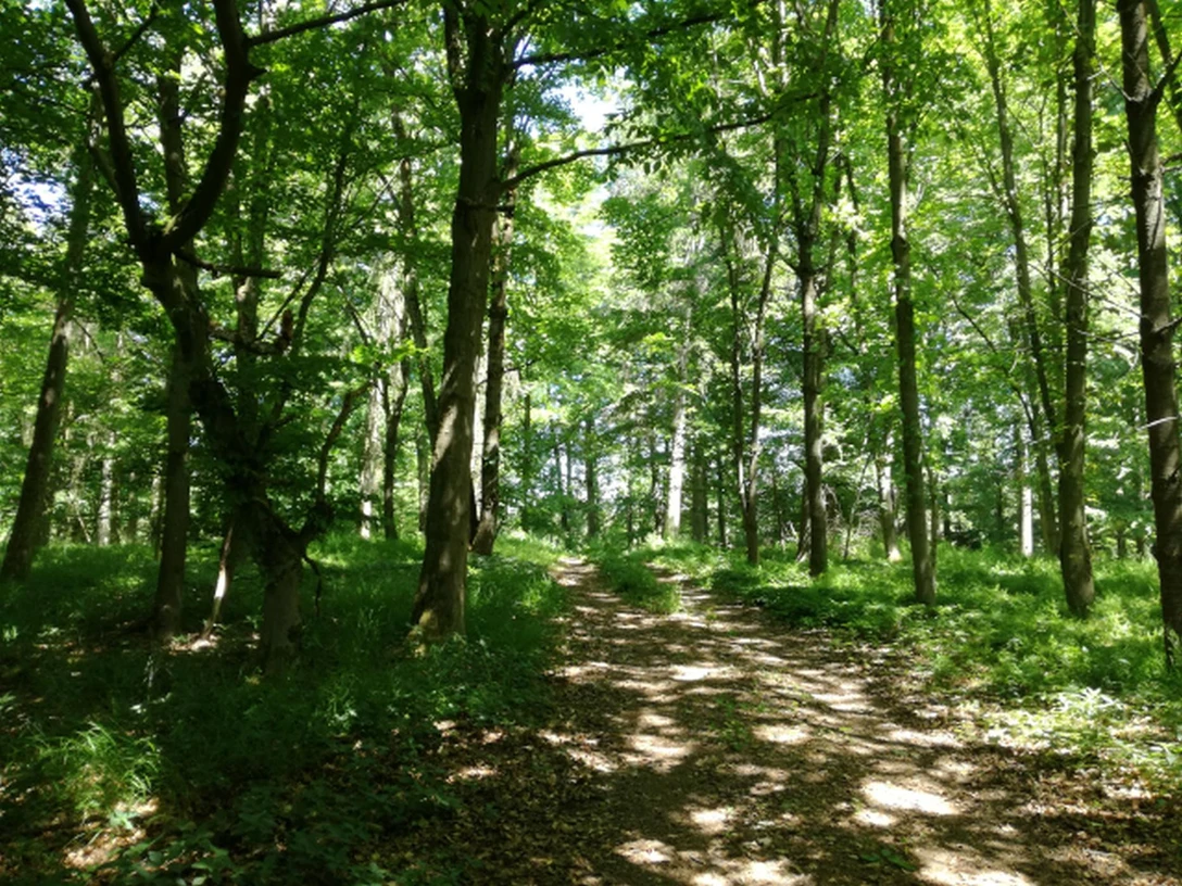 20200521 Naumburg Wald