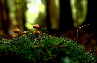 pilz-wald-wanderung-bad-aibling-fuehrung.jpg