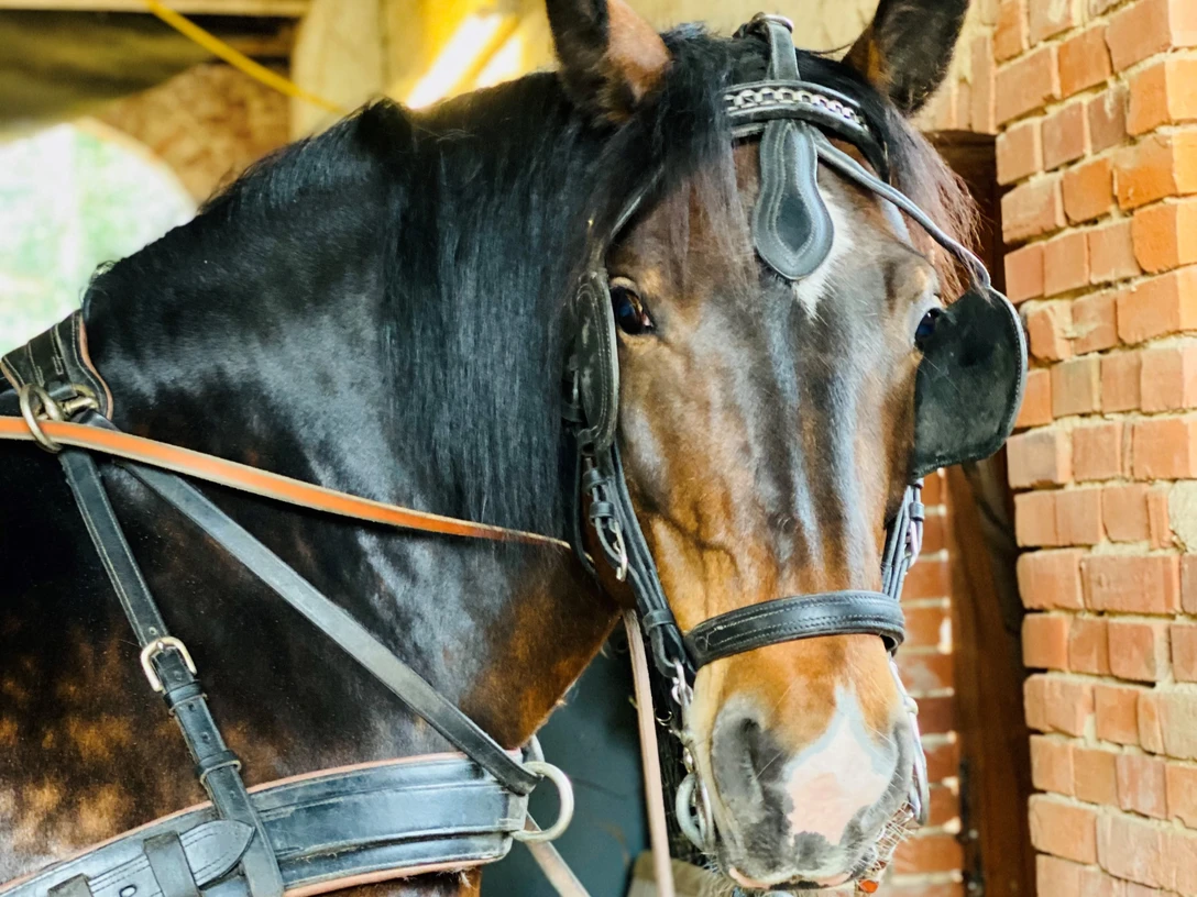 Kutschfahrt Planwagenfahrt Pferd Kutschfahrt Planwagenfahrt Pferd Rinteln