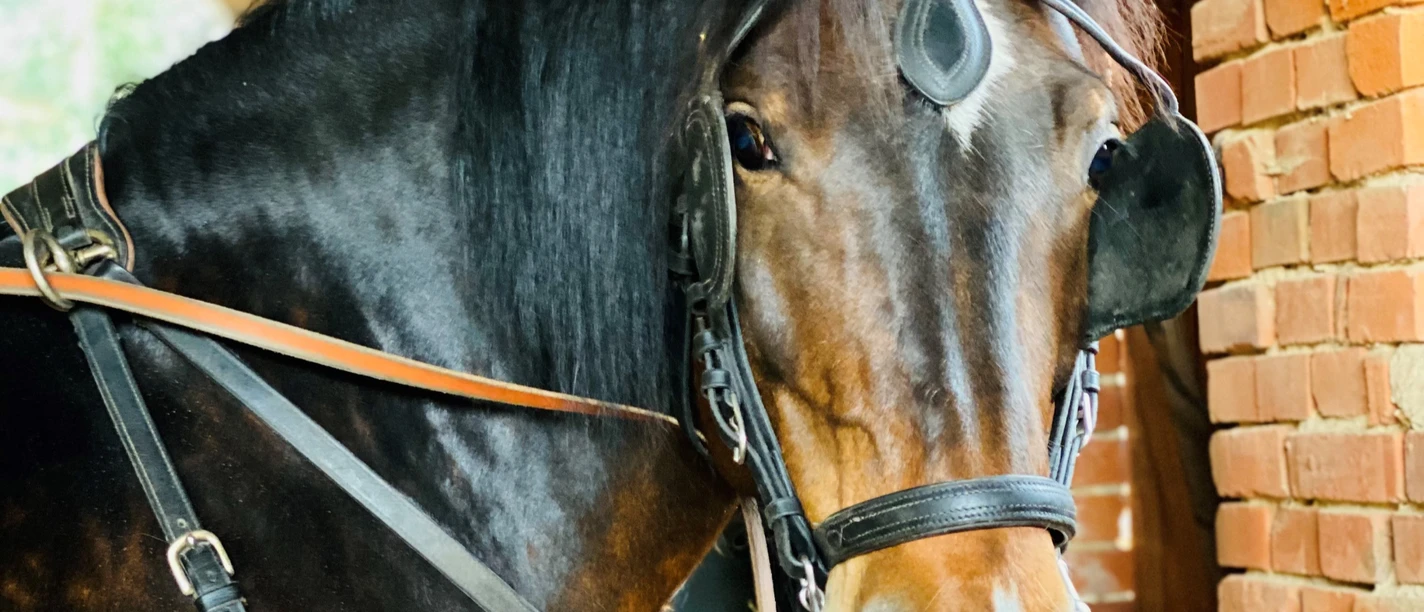 Kutschfahrt Planwagenfahrt Pferd Kutschfahrt Planwagenfahrt Pferd Rinteln