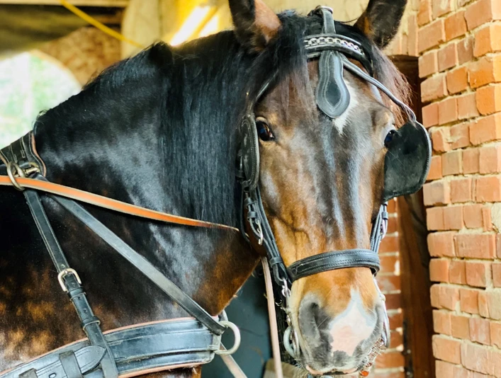 Kutschfahrt Planwagenfahrt Pferd Kutschfahrt Planwagenfahrt Pferd Rinteln