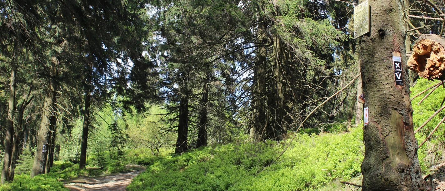 IMG_2412.JPG Ein sonniger Waldpfad führt durch dichte, grüne Nadelbäume mit vereinzelten Wegmarkierungen.