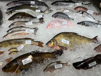 Fische Frisch gefangene Fische verschiedener Arten und Größen, sorgfältig auf Eis zum Verkauf ausgestellt.