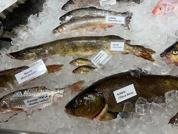 Fische Frische, auf Eis gelegte Fische verschiedener Arten und Größen mit klar erkennbaren Namensschildern.