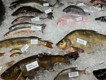 Verschiedene Fische auf Eis präsentiert, erkennbar sind Karpfen, Hecht und Brassen, beschriftet.