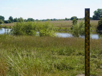 Grüner Flusslauf der Aller mit umliegender Vegetation und einer schwarz-gelben Pegelanzeige im Vordergrund.
