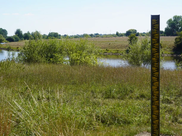 Grüner Flusslauf der Aller mit umliegender Vegetation und einer schwarz-gelben Pegelanzeige im Vordergrund.
