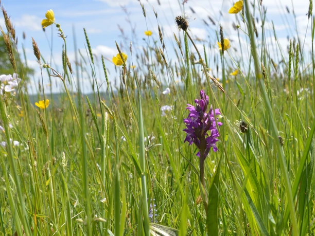 Orchidee in einer Wiese